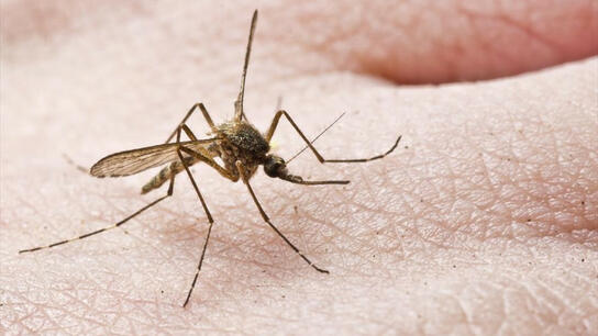 Εφαρμογή για κινητά δείχνει σε ποιες περιοχές έχει... πολλά κουνούπια!