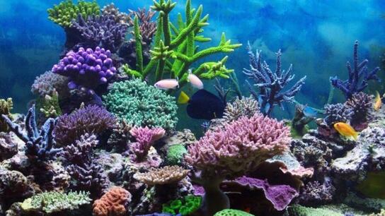 Επιστήμονες παρέχουν νέες πληροφορίες για τους κοραλλιογενείς υφάλους