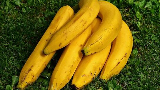 Νέα αποκάλυψη ΑΑΔΕ: Οι "μπανάνες" από την Κόστα Ρίκα έκρυβαν 16 κιλά κοκαΐνη