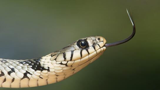 Αναστάτωση σε σπίτι στο Πανόραμα: Βρέθηκε φίδι 2 μέτρα στη ντουζιέρα