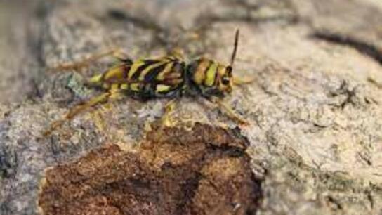 Ξυλοφάγο έντομο: Τα πρωτόκολλα αντιμετώπισης δεν προσφέρονται για γενική χρήση από τους ΟΤΑ 