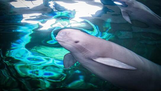 Η Κίνα «έχασε» το δελφίνι του ποταμού Γιανγκτσέ