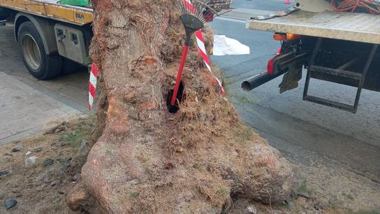 Παρελθόν κι άλλο δέντρο στο Ηράκλειο - Είχε σαπίσει!