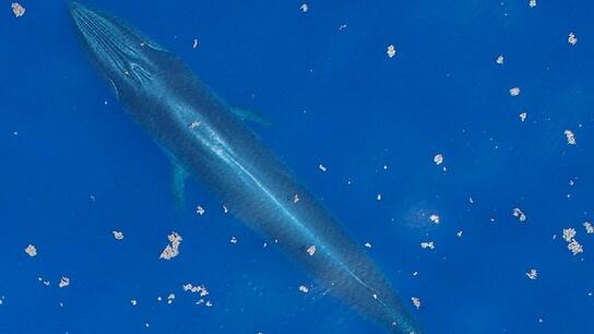 Η φάλαινα που κινδυνεύει να εξαφανιστεί μόλις ένα χρόνο μετά την ανακάλυψη του είδους