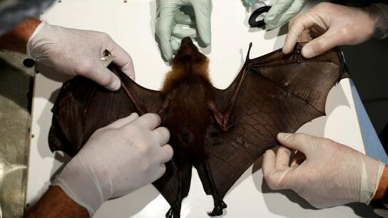 Επιστήμονες ανακάλυψαν επικίνδυνο ιό σε νυχτερίδες σε Τανζανία και Κονγκό -Πώς μεταδίδεται