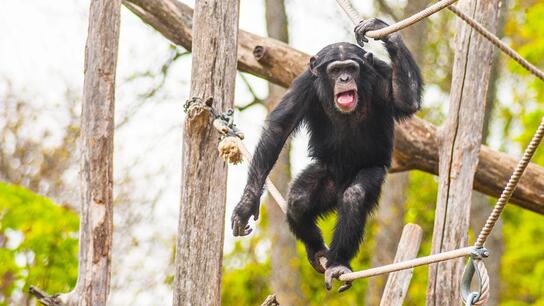 Σουηδία: Οργή για τον ζωολογικό κήπο που σκότωσε τρεις χιμπατζήδες 