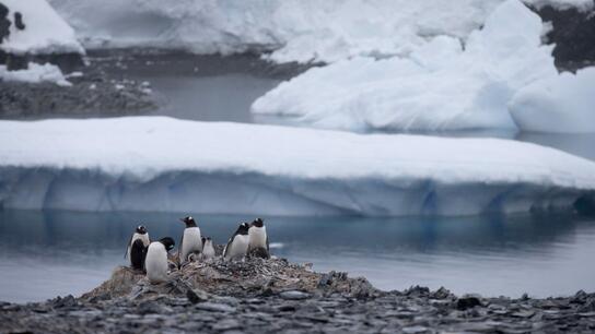 Τεστ αυτογνωσίας περνούν οι πιγκουίνοι στην Ανταρκτική