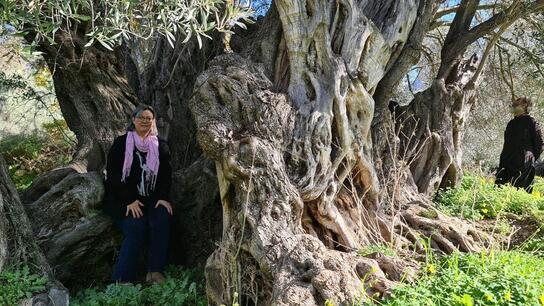 Νέα πρωτοβουλία για τα αρχαία ελαιόδεντρα στην Κρήτη