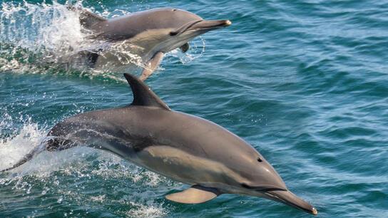 Νέα Υόρκη: Δελφίνια εμφανίστηκαν στον ποταμό Μπρονξ