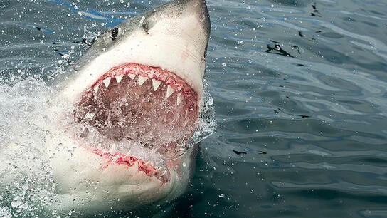 Φονική επίθεση από λευκό καρχαρία – Αποκεφάλισε δύτη