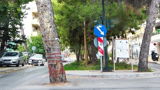 Ποια δέντρα "πάνε" για κοπή στο Ηράκλειο; Το πόρισμα της Διεπιστημονικής Επιτροπής