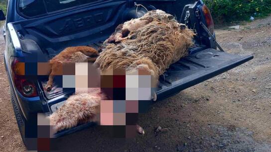 Ξεσηκωμός κτηνοτρόφων στη Χερσόνησο: Σκυλιά κατασπαράζουν τα κοπάδια τους