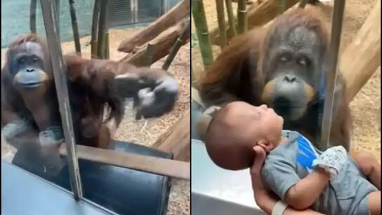 Ουρακοτάγκος σε ζωολογικό κήπο ζητούσε επίμονα να δει από κοντά ένα μωρό!