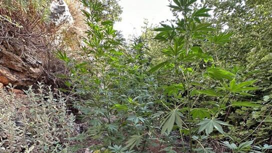 Oργανωμένη φυτεία με 625 δενδρύλλια κάνναβης σε δασικό χωριό της Φωκίδας