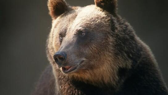 Σλοβακία: Μία γυναίκα νεκρή από επίθεση αρκούδας