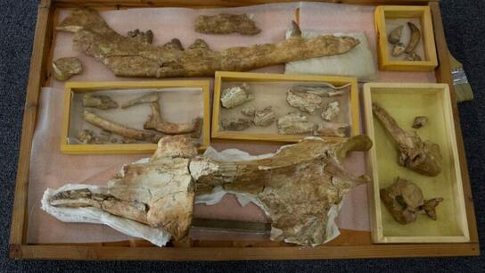 Αίγυπτος: Ανακαλύφθηκαν απολιθωμένα οστά φάλαινας που χρονολογούνται πριν από 41 εκατ. χρόνια