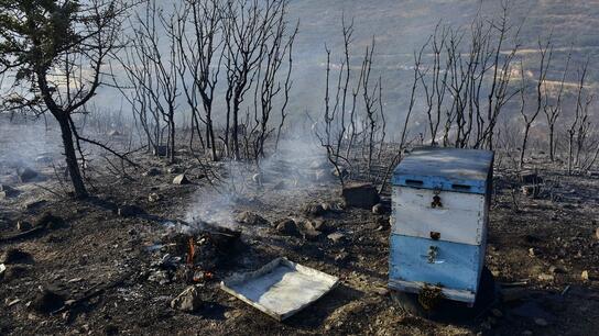 Ο απολογισμός των πυρκαγιών του Ιουλίου: Στους έξι οι νεκροί μετά τον θάνατο του μελισσοκόμου