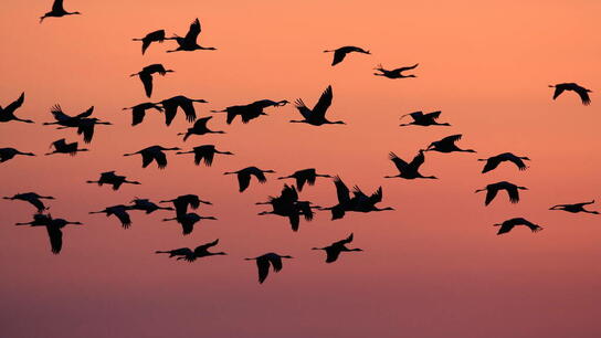 Τα ακραία καιρικά φαινόμενα θα επηρεάσουν πολύ σοβαρά τη μετανάστευση των πτηνών