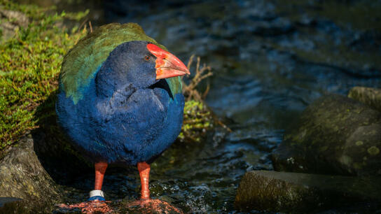 Προϊστορικό πτηνό, εξαφανισμένο για έναν αιώνα, επιστρέφει στη Νέα Ζηλανδία