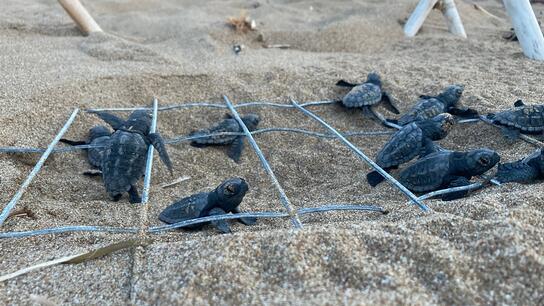 Στη Ζάκυνθο η θαλάσσια χελώνα με το παγκόσμιο ρεκόρ αναπαραγωγικής ζωής 