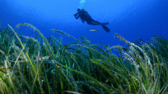 Λιβάδια Ποσειδωνίας: WWF Ελλάς, ΕΛΚΕΘΕ και Cyclades Preservation Fund ενώνουν δυνάμεις για τους «πνεύμονες» των θαλασσών μας