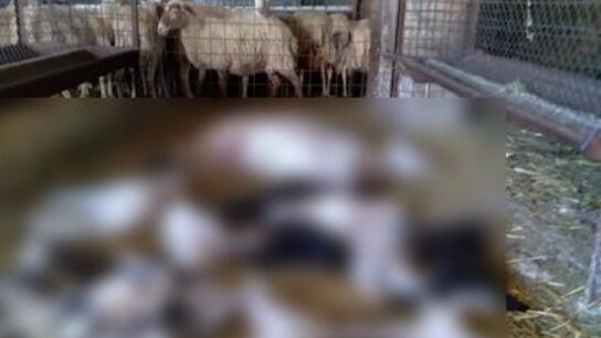 Σε απόγνωση οι κτηνοτρόφοι της Κρήτης: Τα ζώα τους πεθαίνουν μόλις γεννηθούν!