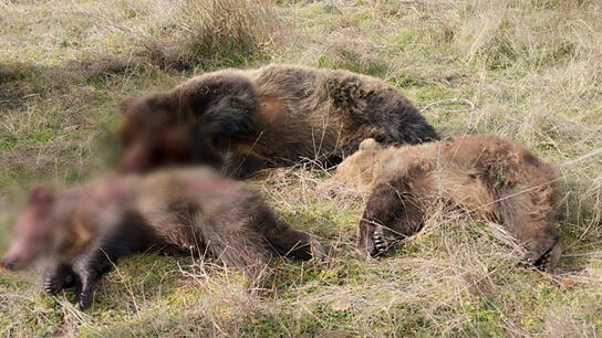 Καστοριά: Άγνωστοι σκότωσαν μια αρκούδα και τα μωρά της
