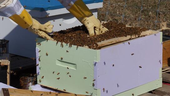 Το Κέντρο Μελισσοκομίας αναζητά επόπτη