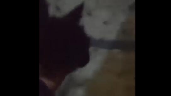"Ευαγγελισμός": Βρέθηκε και η δεύτερη γάτα που είχε εγκλωβιστεί - Βίντεο