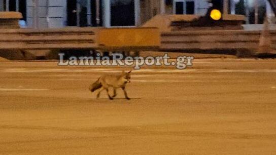 Αλεπού κάνει νυχτερινή "αυτοψία" στα διόδια Τραγάνας 
