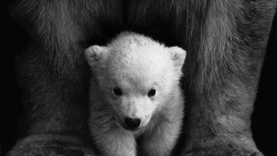 Ανησυχητικά στοιχεία από νέα έρευνα - Οι πολικές αρκούδες σε κίνδυνο λιμοκτονίας