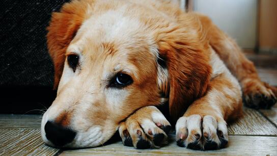 Νέα κτηνωδία στα Μέγαρα: Κακοποίησαν μέχρι θανάτου άτυχο σκυλί 