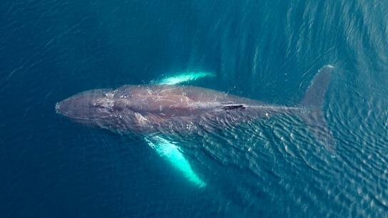 Μεγάπτερη φάλαινα μωρό "υιοθετείται" στην Ισλανδία