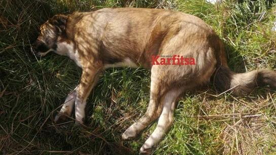 Νέα κτηνωδία: "Γάζωσαν" αδέσποτο σκύλο με 30 σφαίρες στην Κατερίνη