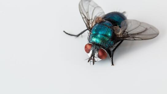 Εξαφανίστε τις ενοχλητικές μύγες με ένα κοινό υλικό που υπάρχει στο σπίτι σας
