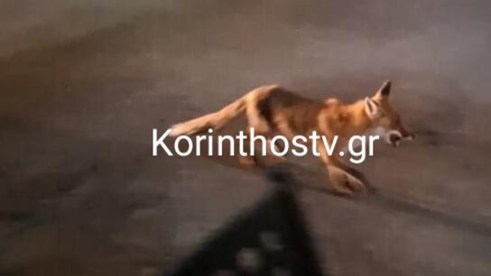 Αναπάντεχος επισκέπτης στο Λουτράκι: Αλεπού έκοβε βόλτες αναζητώντας τροφή - Δείτε βίντεο