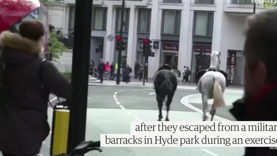 Σε σοβαρή κατάσταση δύο άλογα του βρετανικού στρατού που απέδρασαν