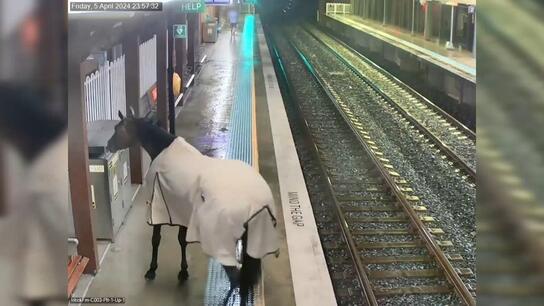  Άλογο κόβει βόλτες σε σταθμό τρένου στην Αυστραλία