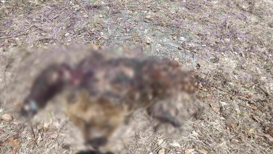 Γρεβενά: Νεκρή αρκούδα από δηλητηριασμένα δολώματα