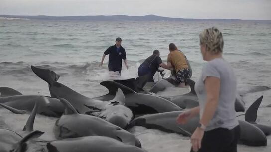 Αυστραλία: Περισσότερες από 100 φάλαινες πιλότοι βγήκαν στην ακτή