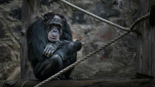 Χάος στην Ταϊλάνδη: Εκατοντάδες πίθηκοι κατακλύζουν τους δρόμους και βανδαλίζουν περιουσίες 