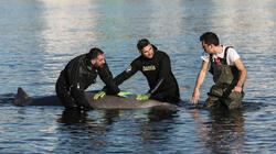«Αγώνας» να σωθεί η μικρή τραυματισμένη φάλαινα στα ρηχά του Αλίμου 