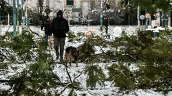 Δασεργάτες στην Αθήνα απομακρύνουν πεσμένα δέντρα
