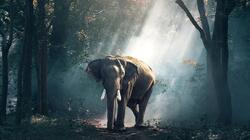 Ουγκάντα: Ελέφαντας ποδοπάτησε και σκότωσε Σαουδάραβα τουρίστα 