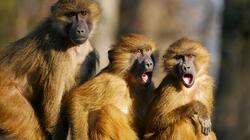 Δραπέτευσαν πίθηκοι μετά από συντριβή φορτηγού που μετέφερε 100 ζώα σε εργαστήριο