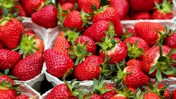 Εξαγωγές: Ξεκίνησε δειλά – δειλά η σεζόν για φράουλα και ντομάτα