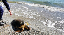 Νεκρές χελώνες Καρέτα- Καρέτα σε Λέσβο και Παλαιά Φωκαία 