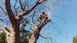 "Καμπανάκι" προς ιδιοκτήτες ακινήτων να κόψουν κλαδιά και δέντρα που εμποδίζουν
