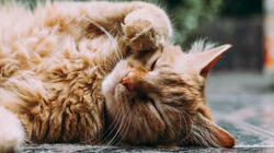 Γάτες: Πώς δείχνουν την αγάπη τους χωρίς να κουνάνε την ουρίτσα τους