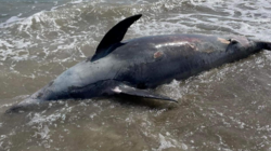 Δελφίνι ξεβράστηκε νεκρό σε παραλία